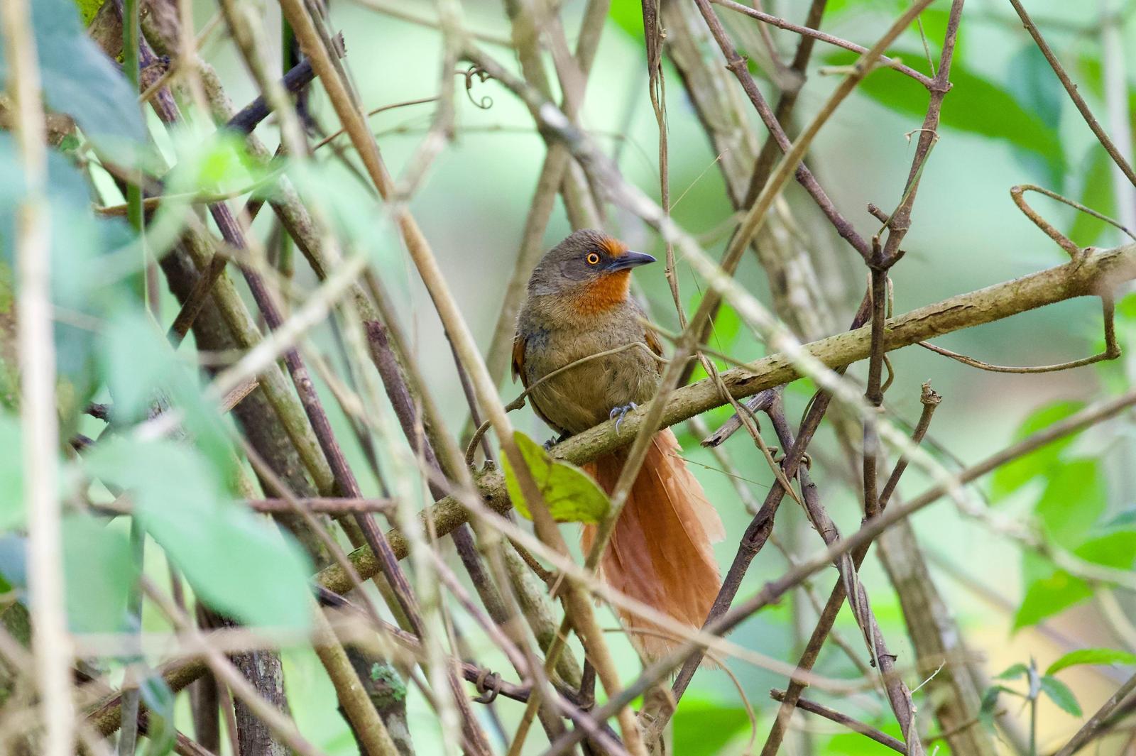 Orange-eyed Thornbird Photo by  