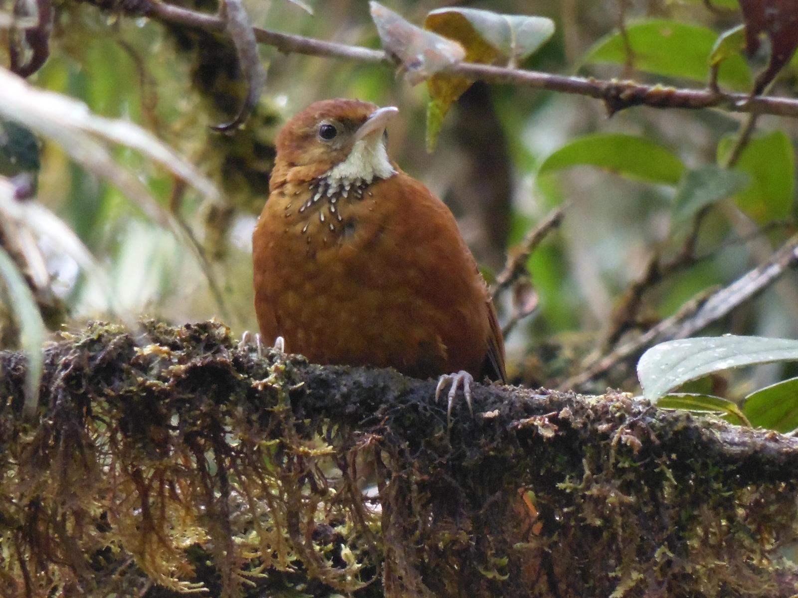 Fulvous-dotted Treerunner Photo by Julio Delgado
