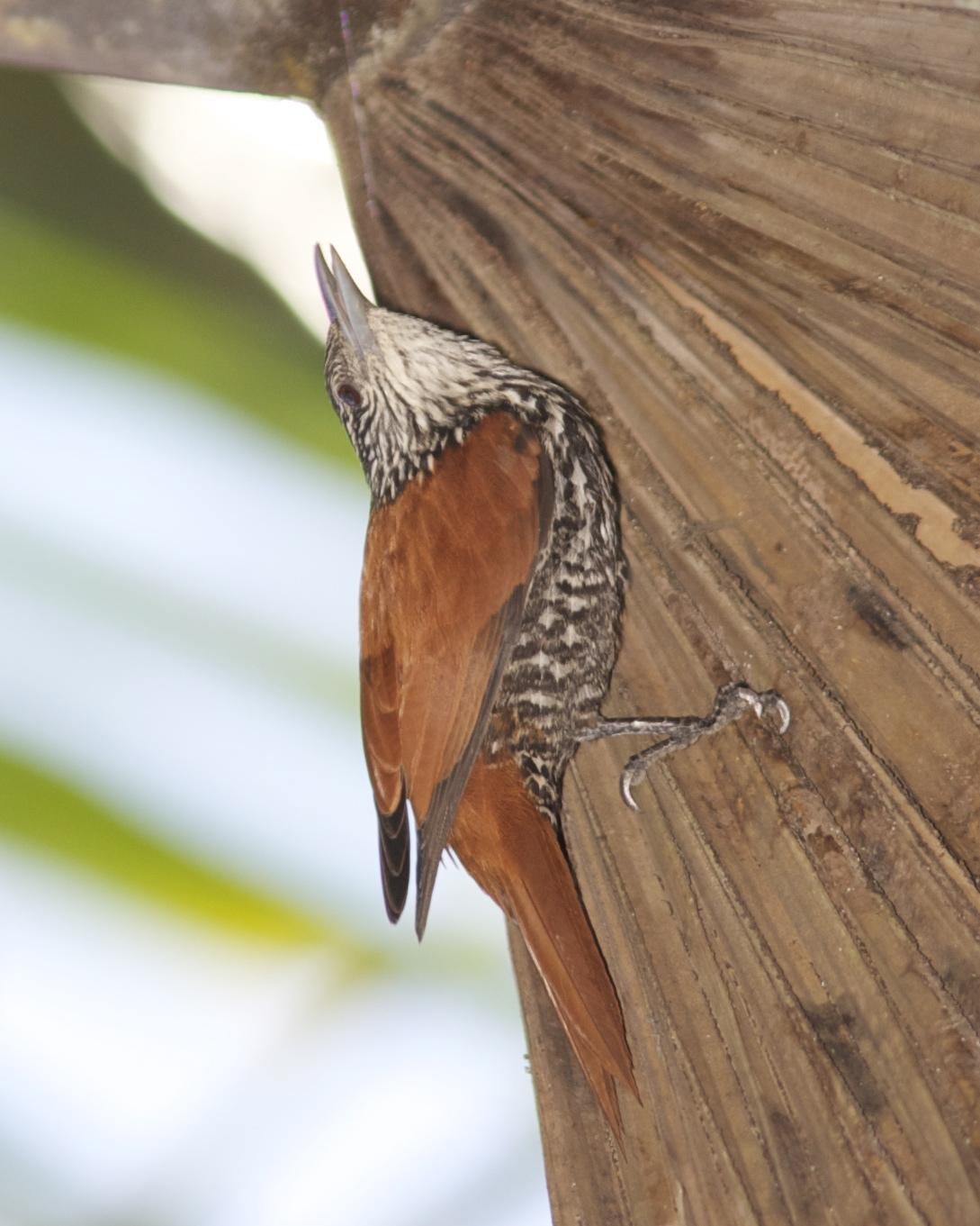 Point-tailed Palmcreeper Photo by Marcelo Padua