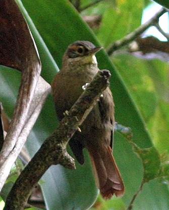 Scaly-throated Foliage-gleaner Photo by Amy McAndrews