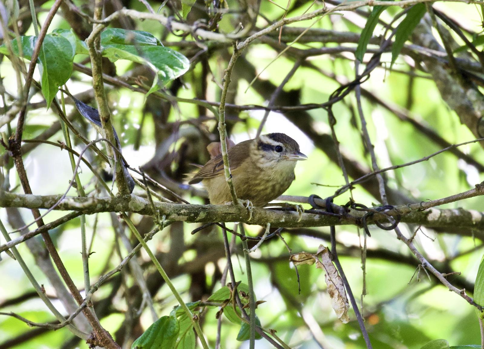 White-browed Foliage-gleaner Photo by  