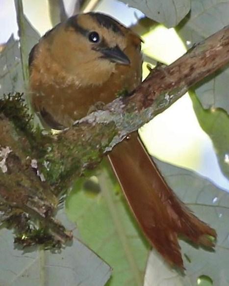 Buff-fronted Foliage-gleaner Photo by Lesley Roy