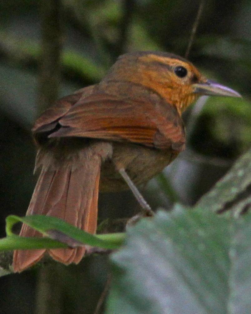Buff-fronted Foliage-gleaner Photo by Marcelo Padua