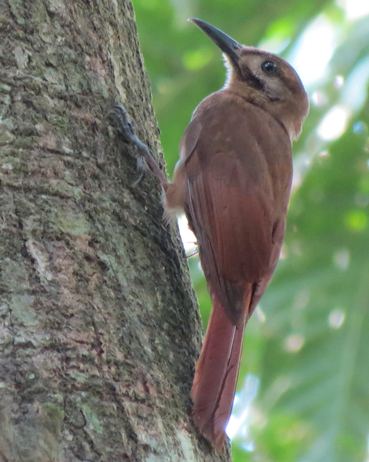 Plain-brown Woodcreeper Photo by David Bell