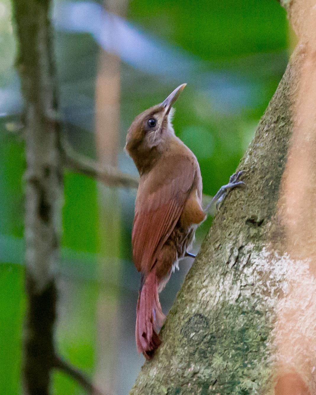 Plain-brown Woodcreeper Photo by Kevin Berkoff