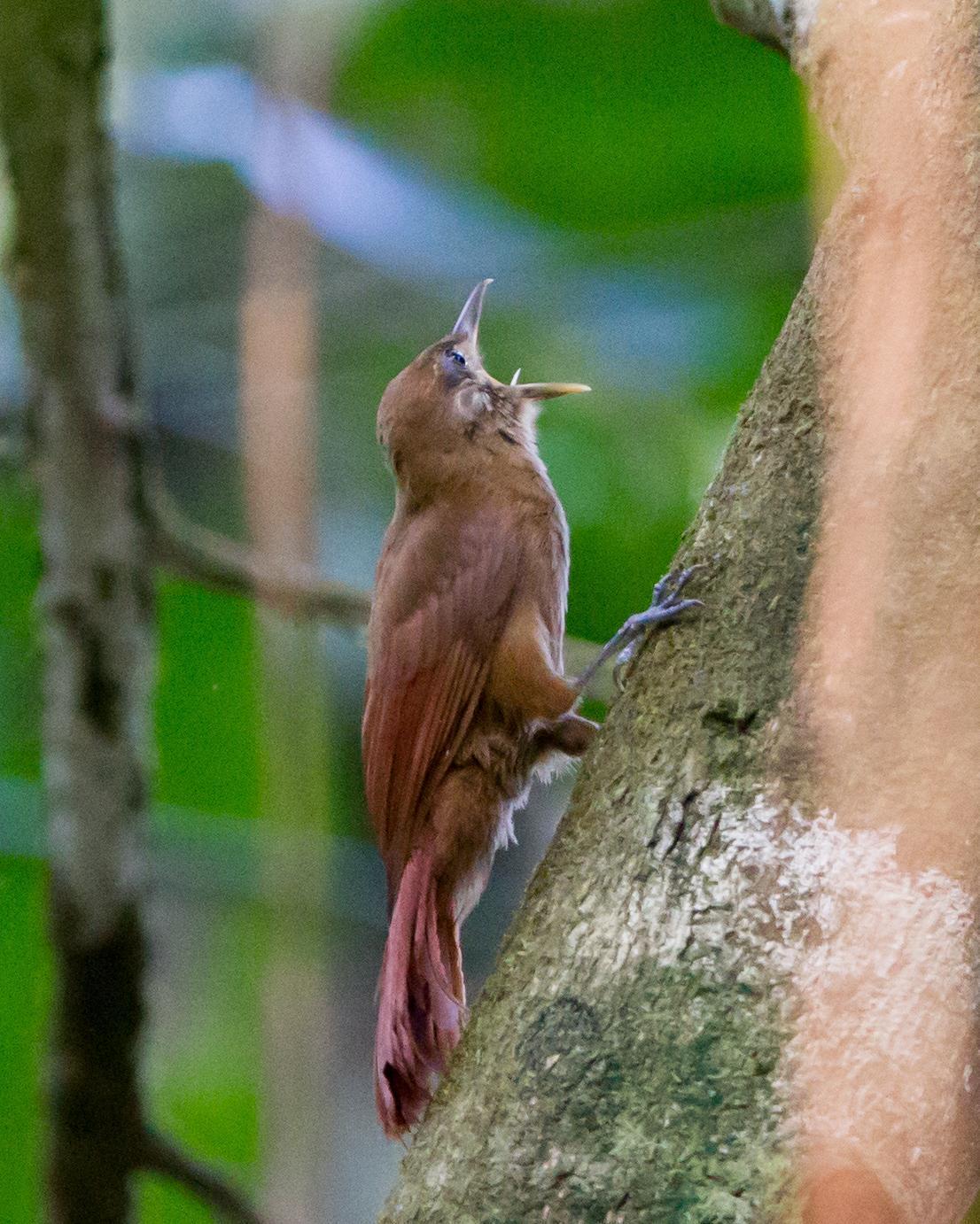 Plain-brown Woodcreeper Photo by Kevin Berkoff