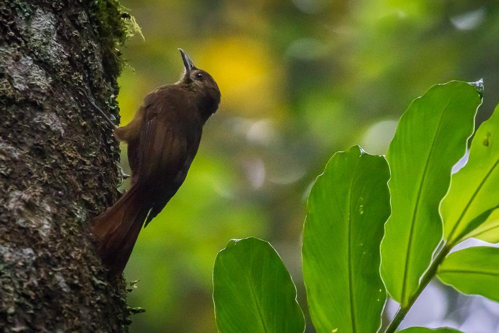 Plain-brown Woodcreeper Photo by Rolf Simonsson