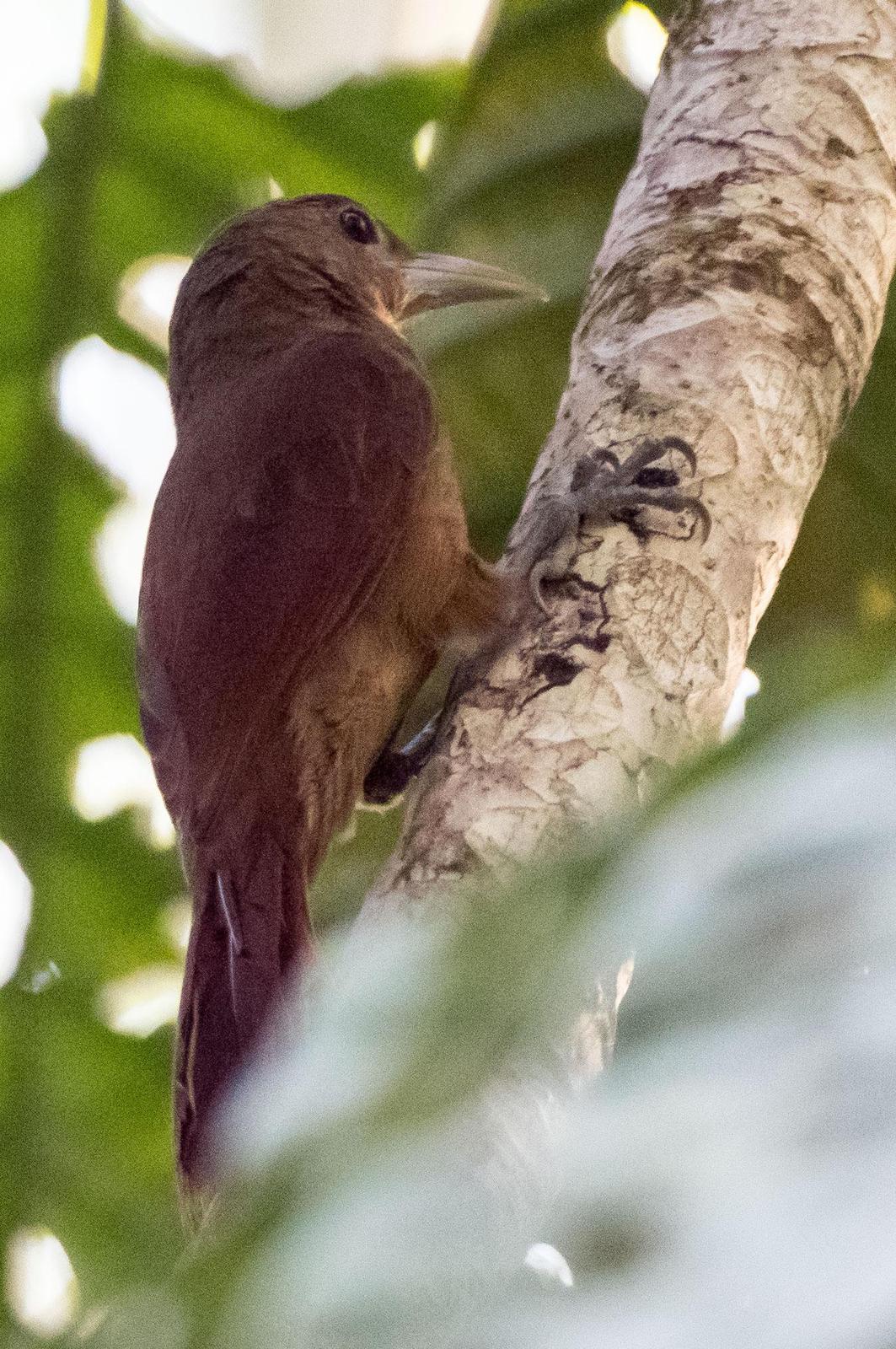 Plain-brown Woodcreeper Photo by Phil Kahler