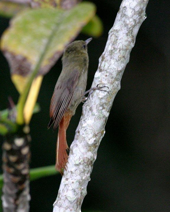 Olivaceous Woodcreeper Photo by Peter Boesman