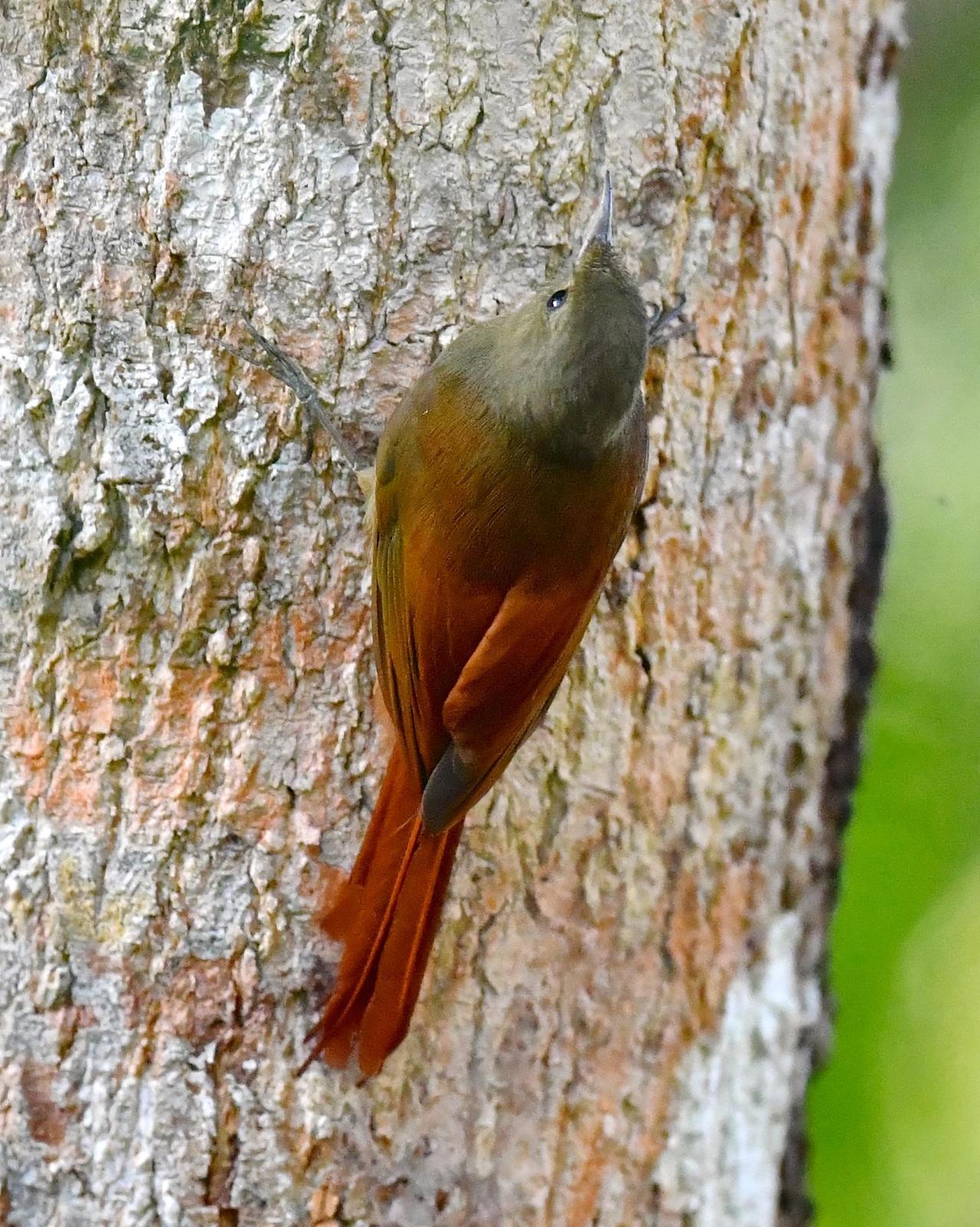 Olivaceous Woodcreeper Photo by Gerald Friesen