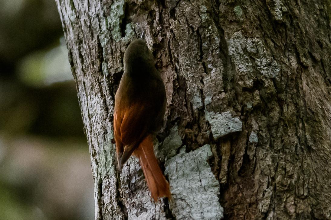 Olivaceous Woodcreeper Photo by Gerald Hoekstra