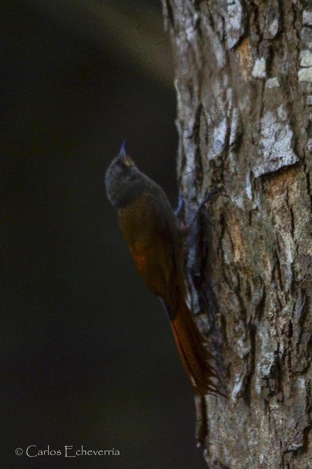 Olivaceous Woodcreeper Photo by Carlos Echeverría
