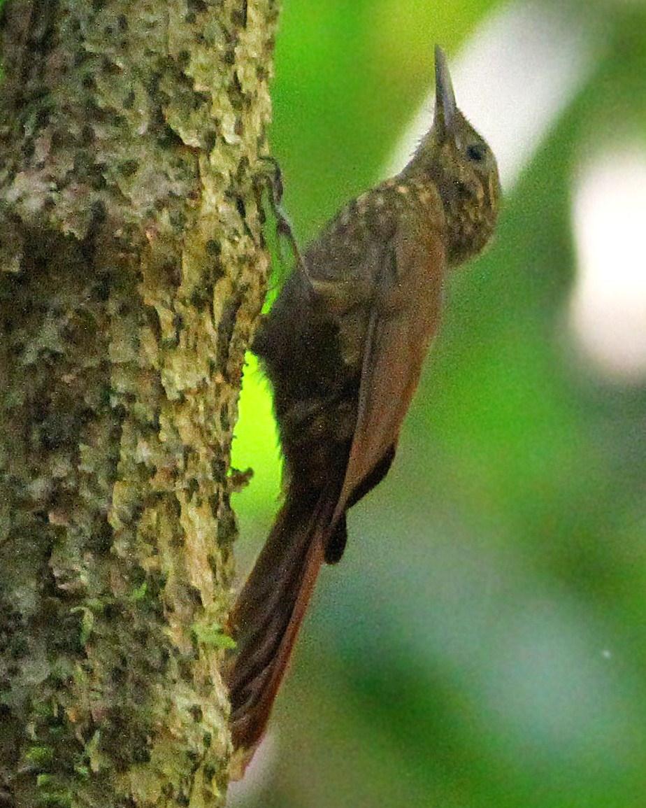 Long-tailed Woodcreeper Photo by Andrew Spencer