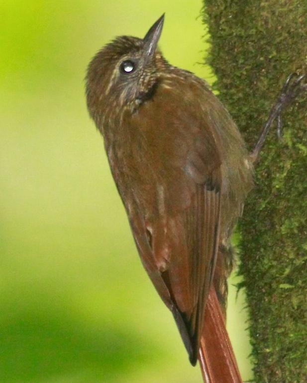 Wedge-billed Woodcreeper Photo by Olivier Barden
