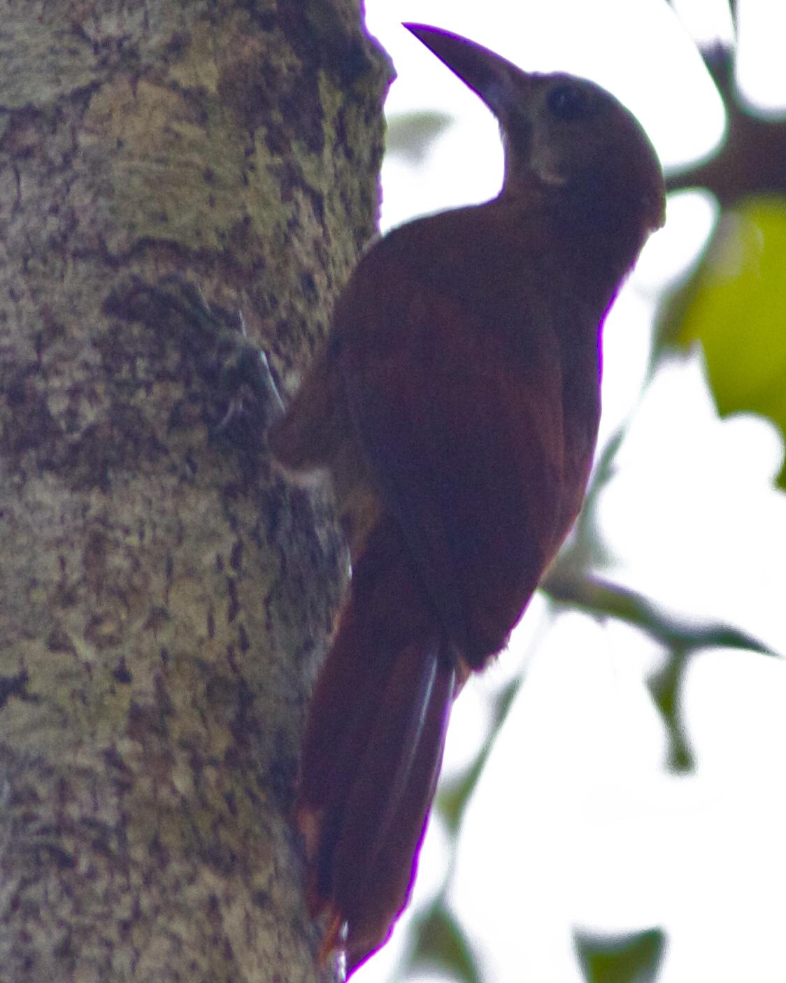 Red-billed Woodcreeper Photo by Marcelo Padua