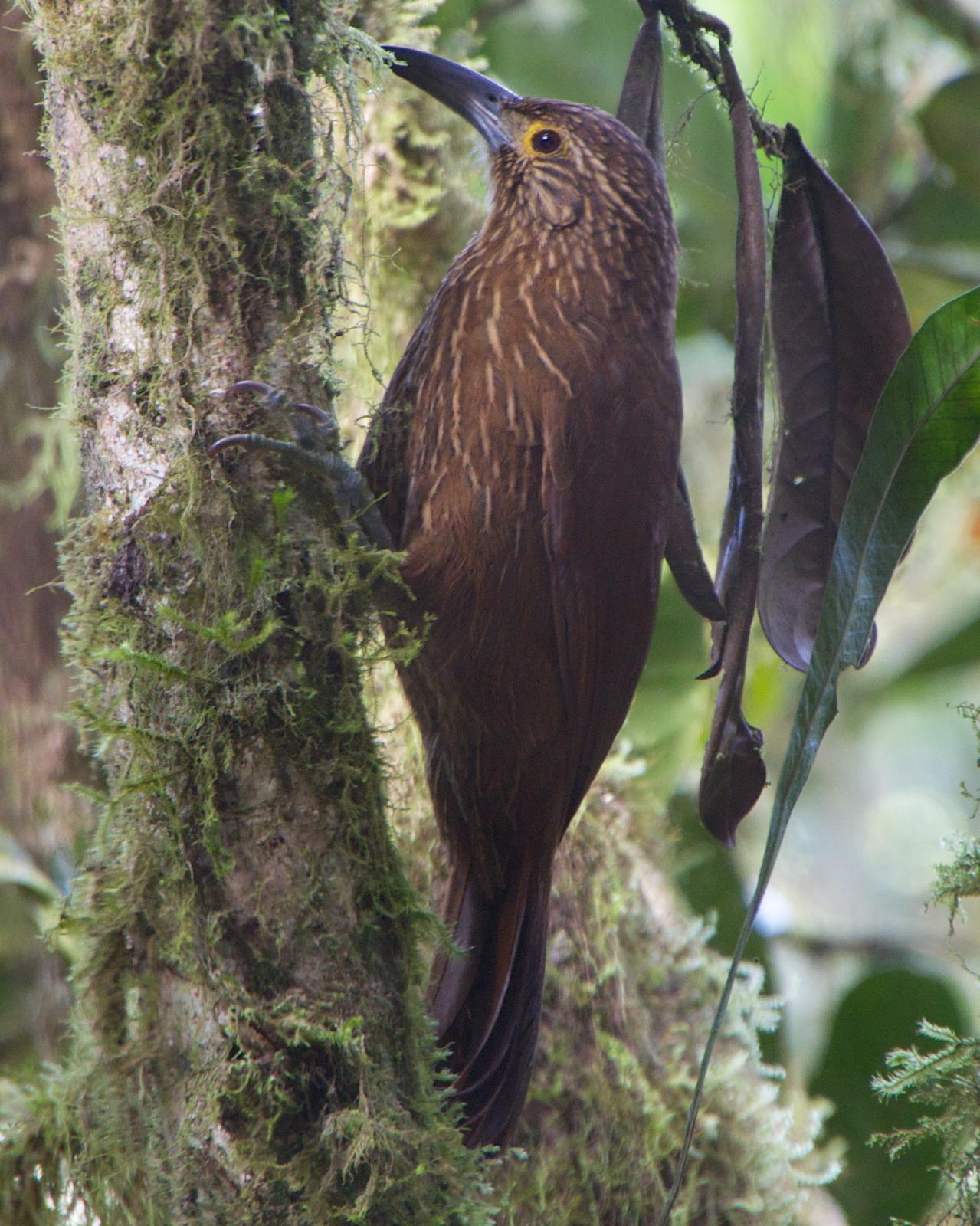 Strong-billed Woodcreeper Photo by Robin Barker