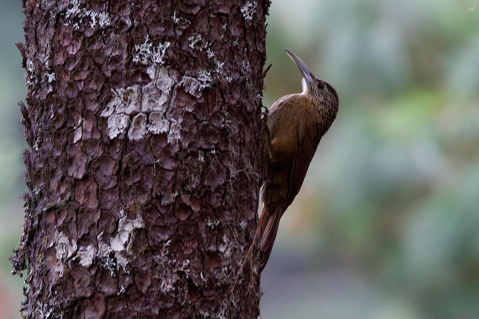 Strong-billed Woodcreeper Photo by Gerald Hoekstra