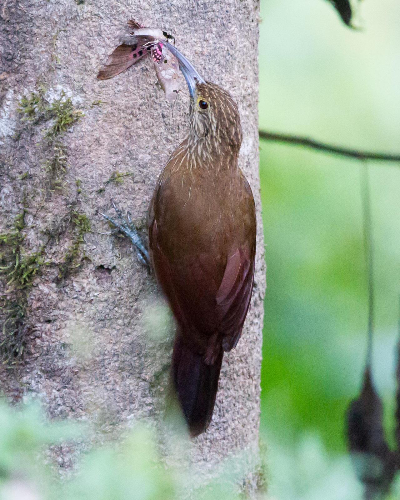 Strong-billed Woodcreeper Photo by Kevin Berkoff