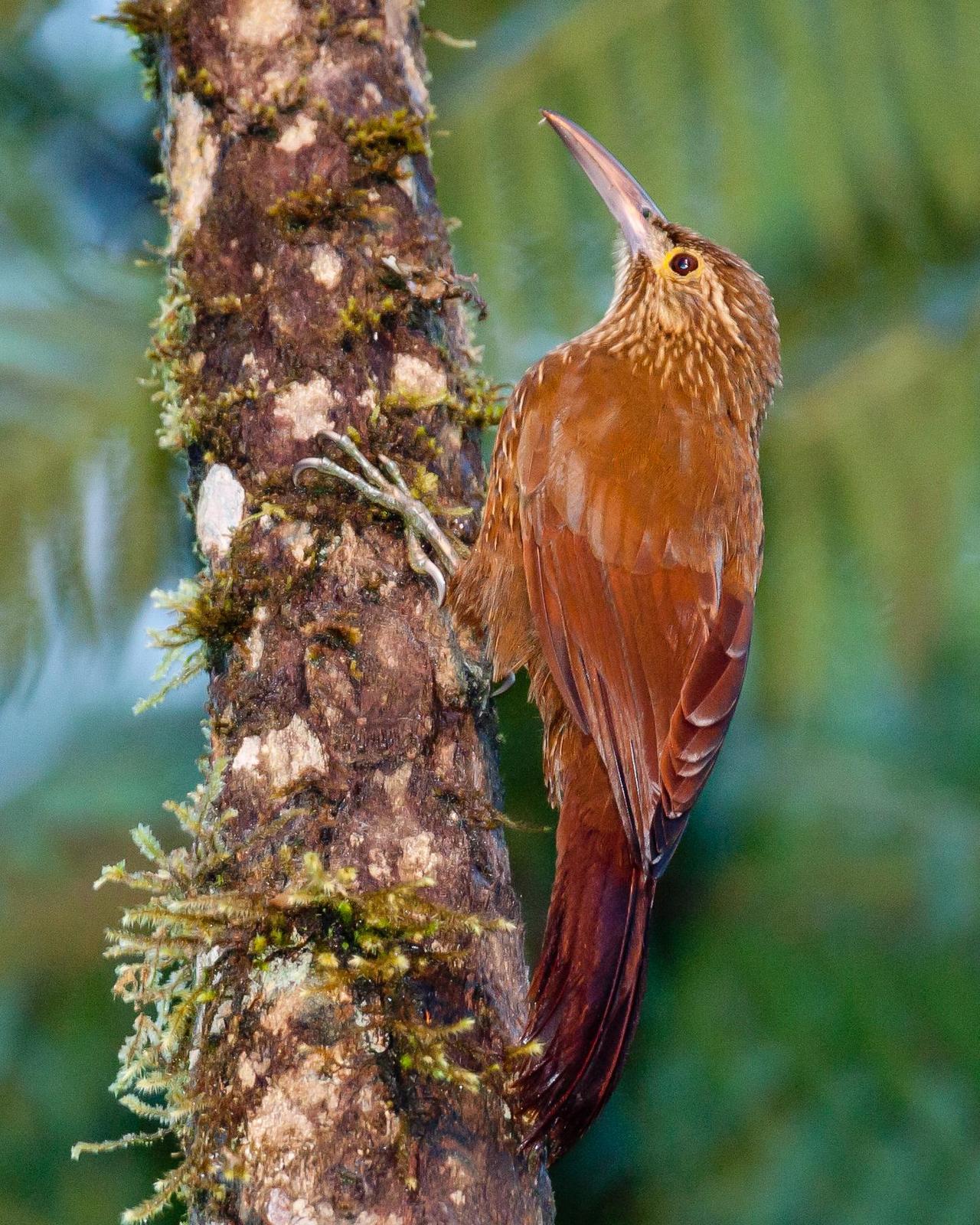 Strong-billed Woodcreeper Photo by Robert Lewis