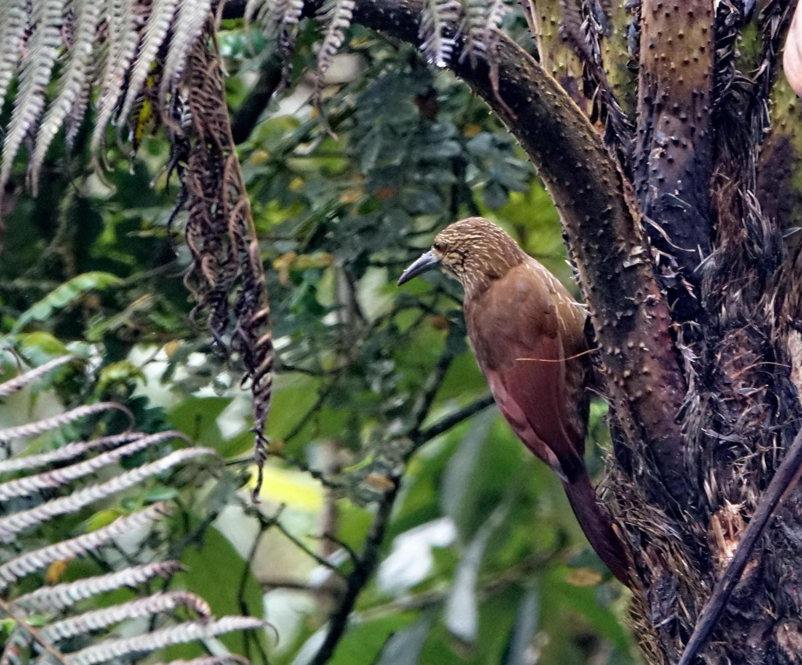 Strong-billed Woodcreeper Photo by Doug Swartz
