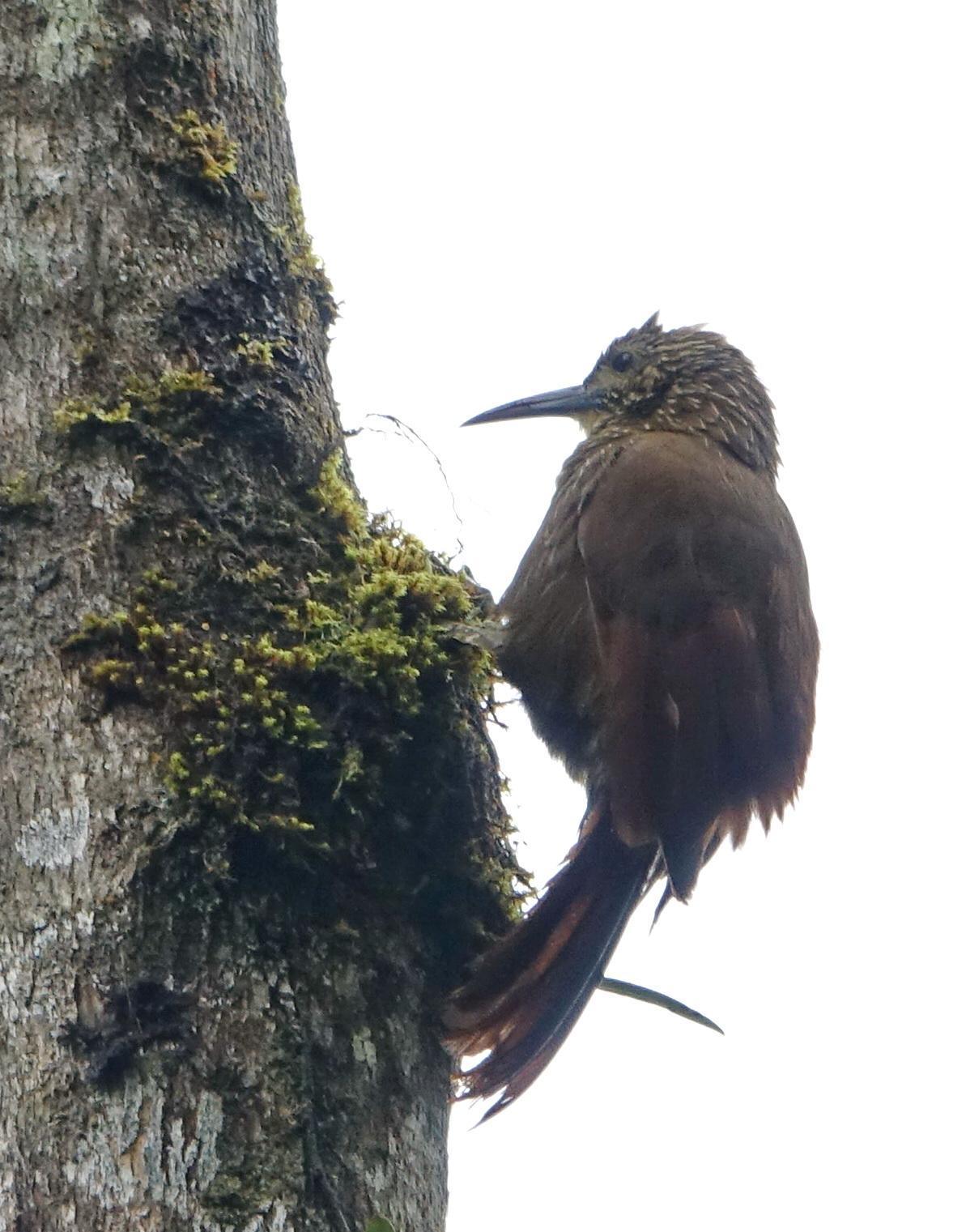 Strong-billed Woodcreeper Photo by Doug Swartz