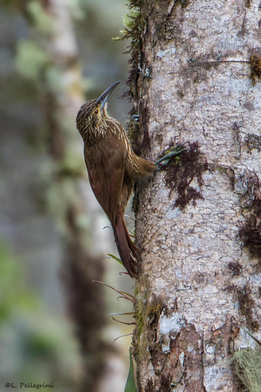 Strong-billed Woodcreeper (Andean/Northern) Photo by Laurence Pellegrini