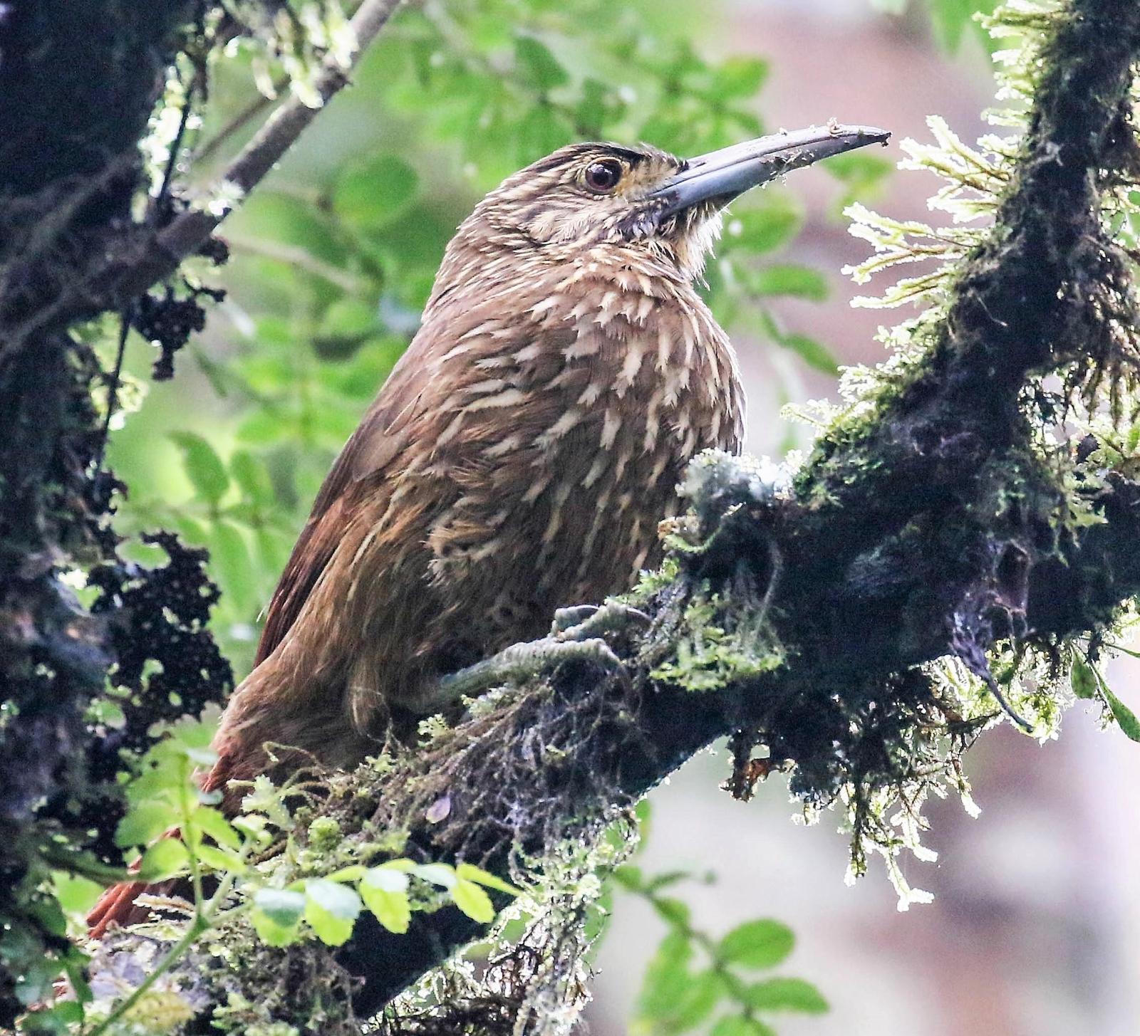 Strong-billed Woodcreeper (Andean/Northern) Photo by Thomas Driscoll