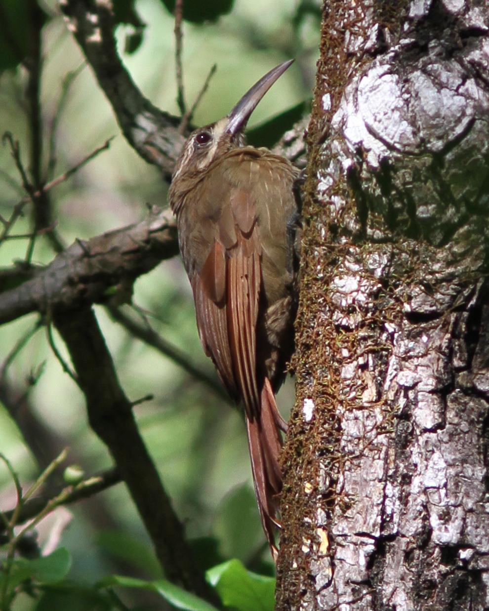 Moustached Woodcreeper Photo by Marcelo Padua