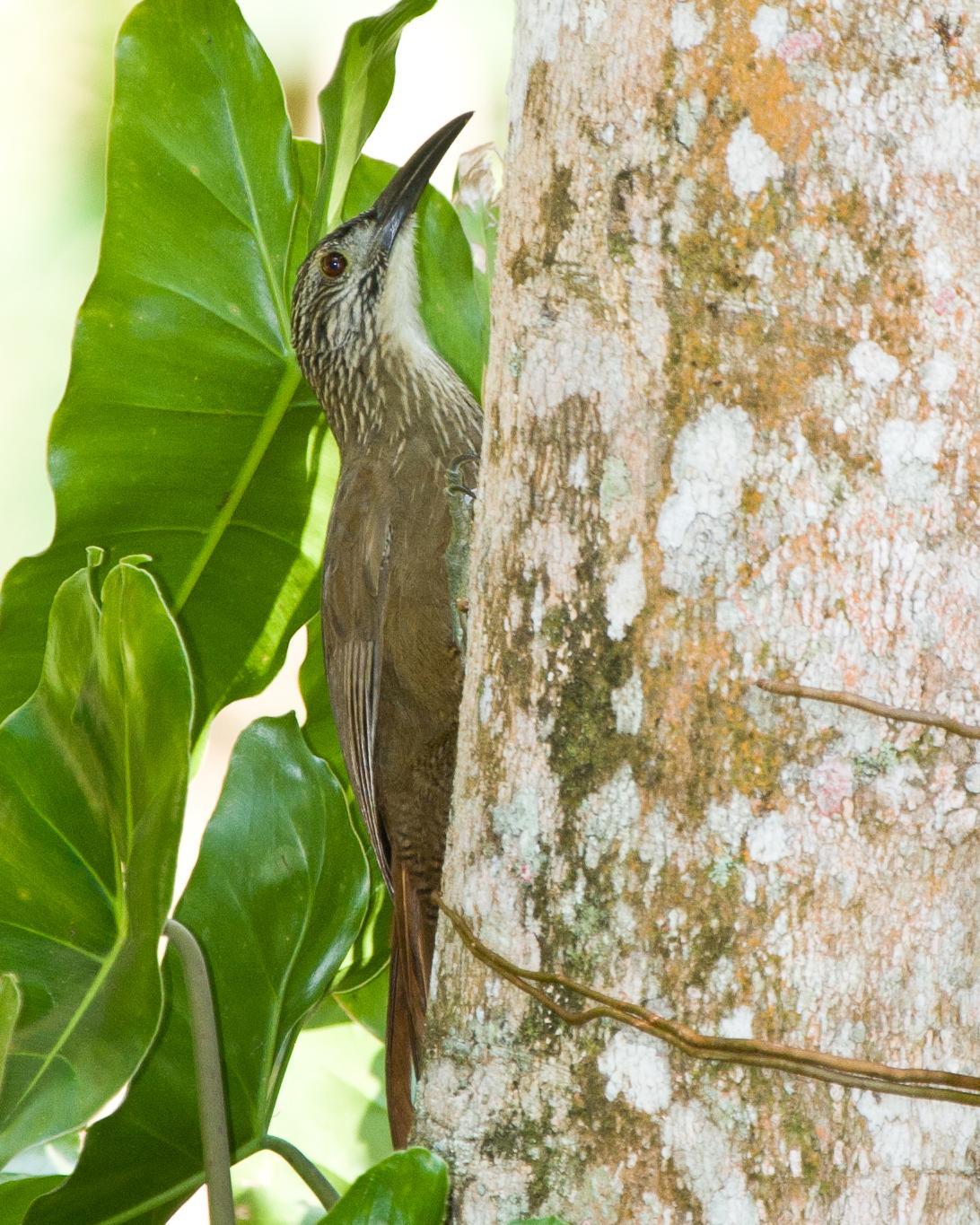 White-throated Woodcreeper Photo by Robert Lewis