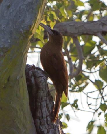 Great Rufous Woodcreeper Photo by Kevin Berkoff