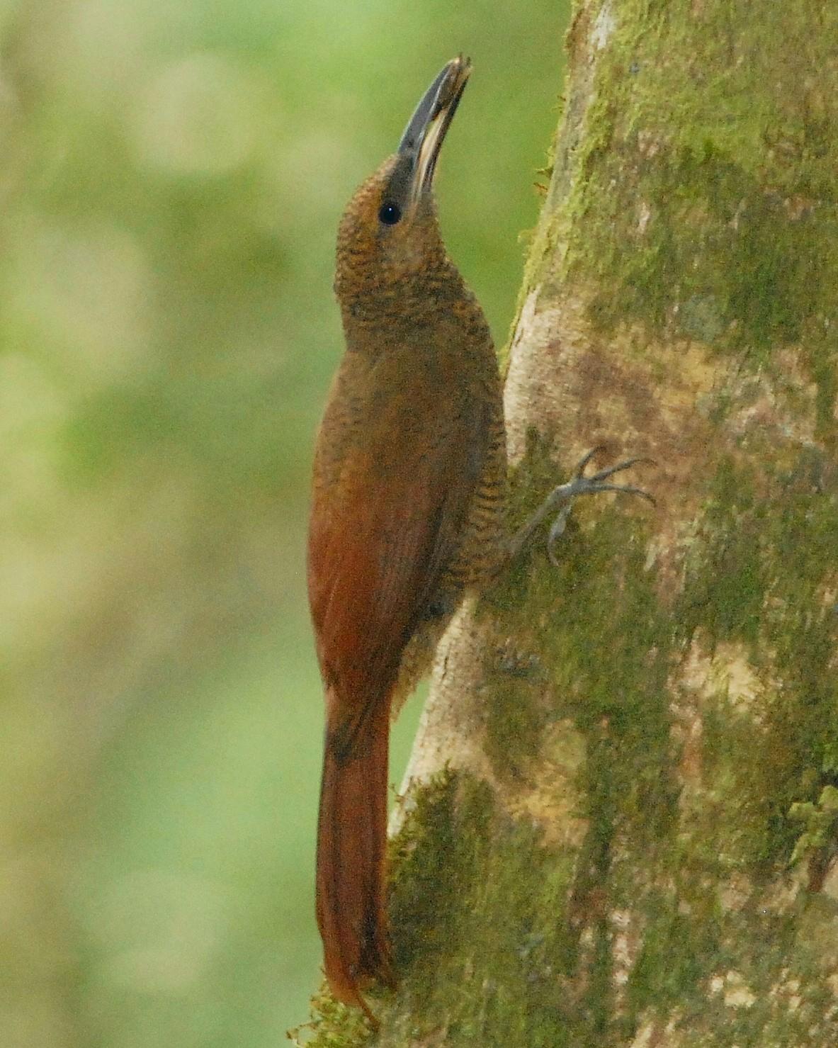 Northern Barred-Woodcreeper Photo by David Hollie