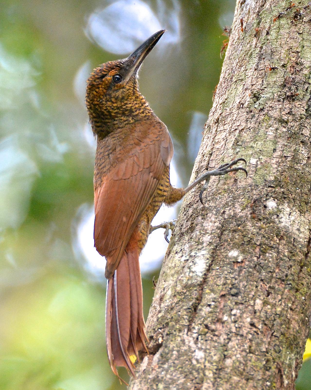 Northern Barred-Woodcreeper Photo by Gerald Friesen