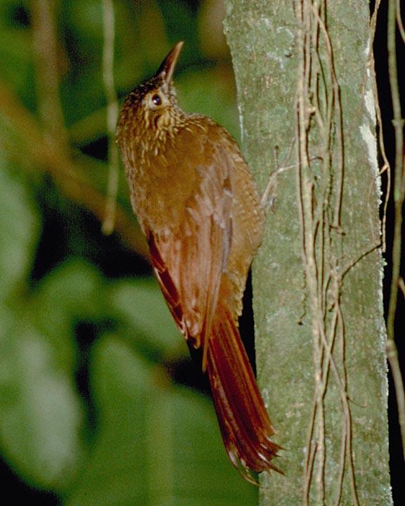 Black-banded Woodcreeper Photo by Peter Boesman