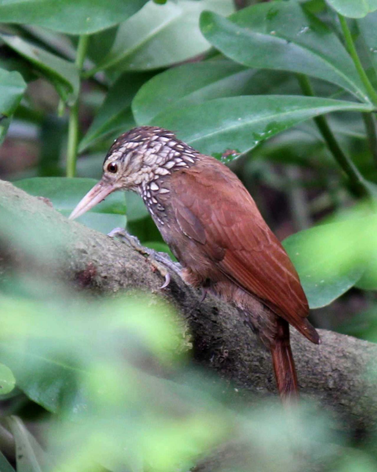 Straight-billed Woodcreeper Photo by Molly Wollam
