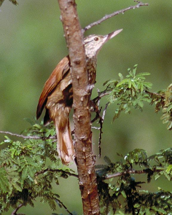 Straight-billed Woodcreeper Photo by Peter Boesman