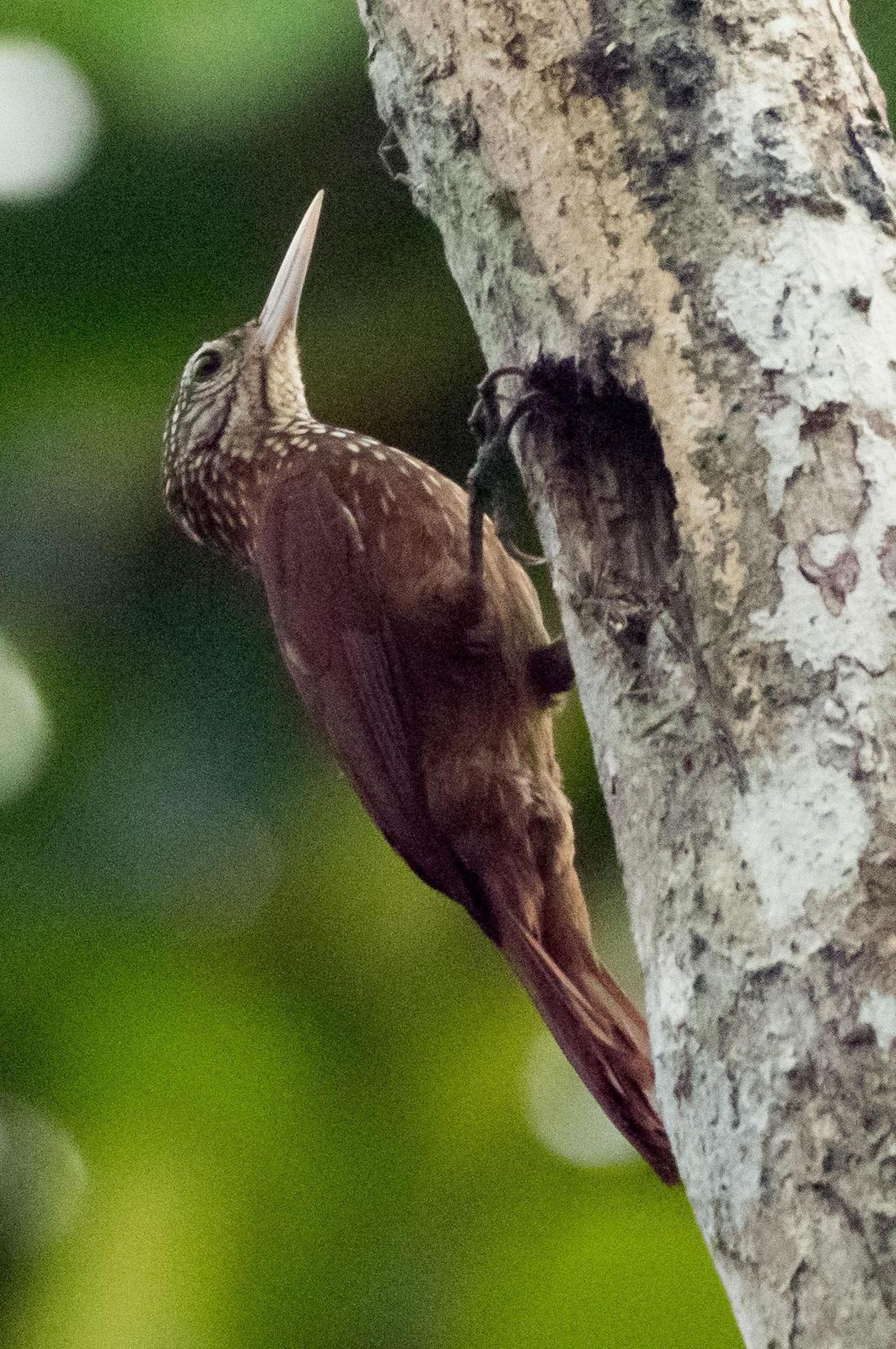 Straight-billed Woodcreeper Photo by Phil Kahler