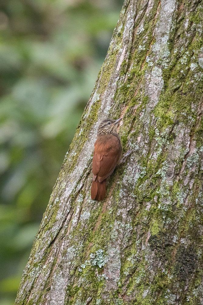 Straight-billed Woodcreeper Photo by Rolf Simonsson