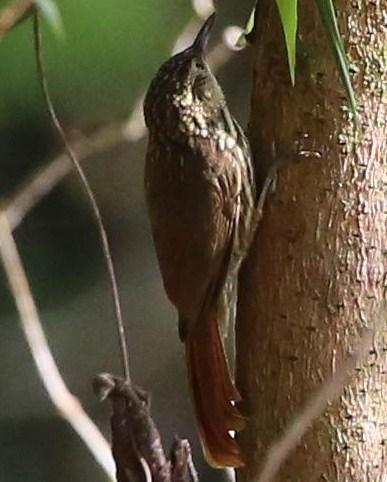 Lesser Woodcreeper Photo by Lesley Roy