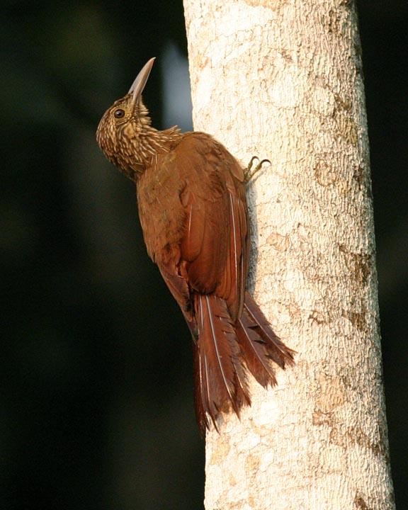 Cocoa Woodcreeper Photo by Peter Boesman