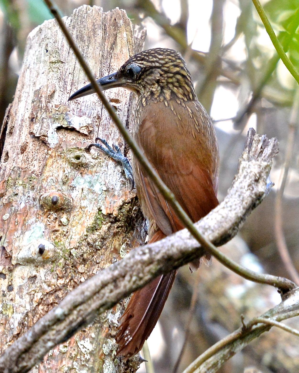Cocoa Woodcreeper Photo by Gerald Friesen