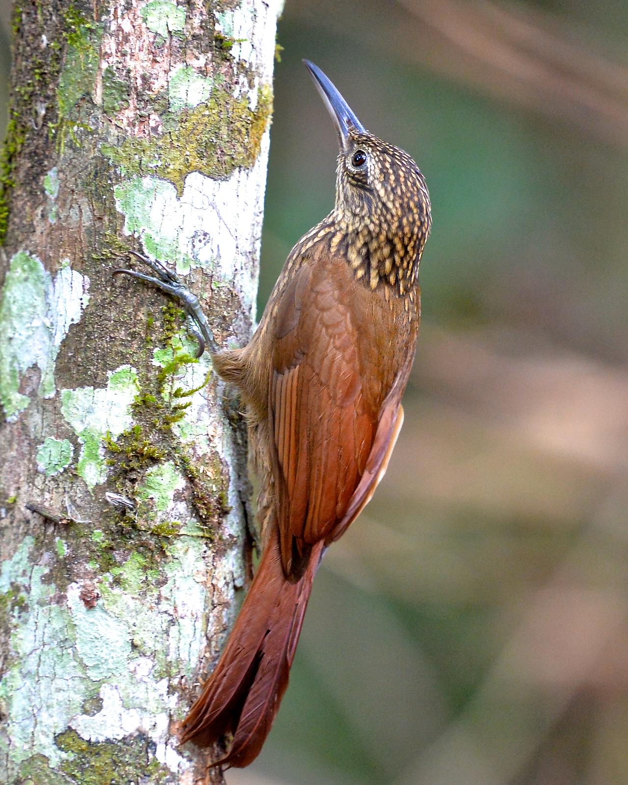 Cocoa Woodcreeper Photo by Gerald Friesen