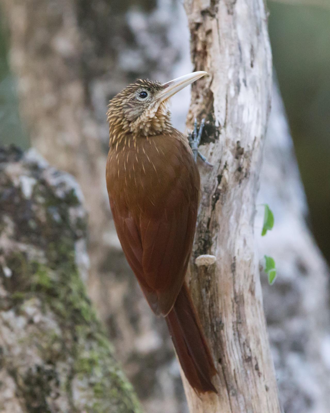 Buff-throated Woodcreeper (Buff-throated) Photo by Kevin Berkoff