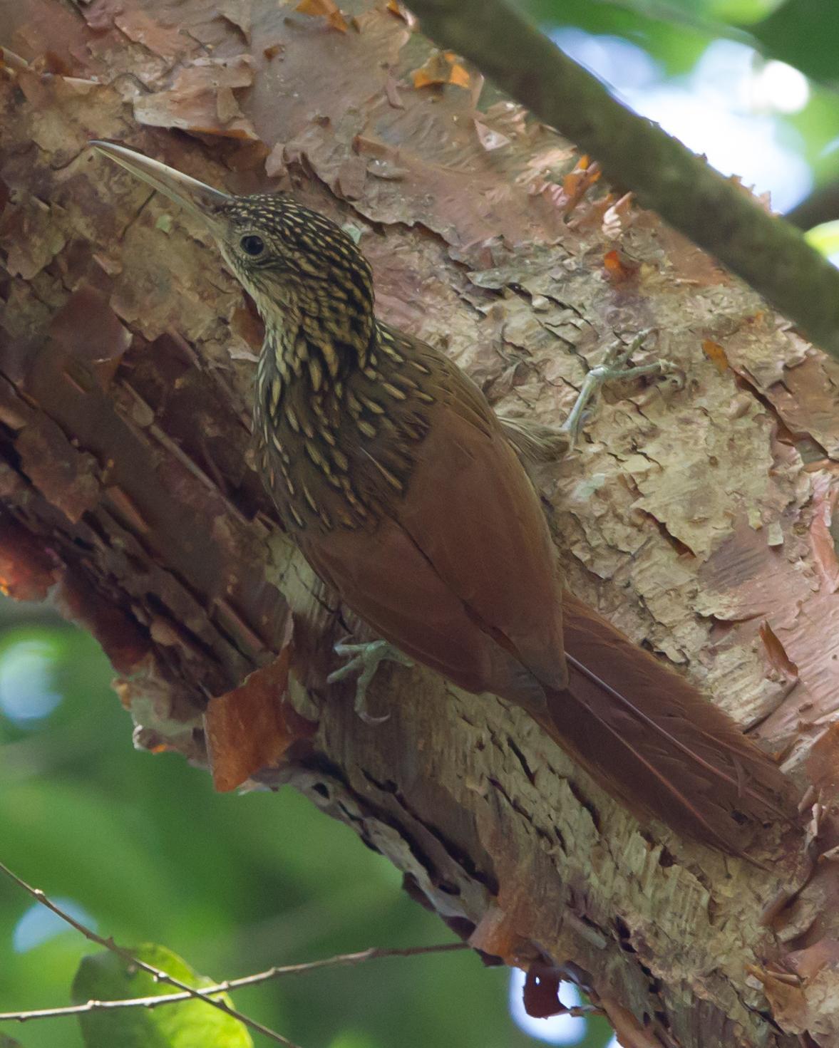 Ivory-billed Woodcreeper Photo by Kevin Berkoff