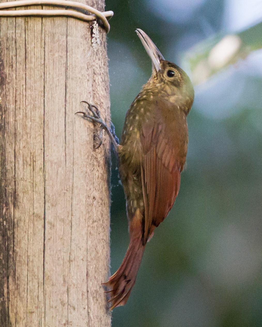 Spotted Woodcreeper Photo by Kevin Berkoff