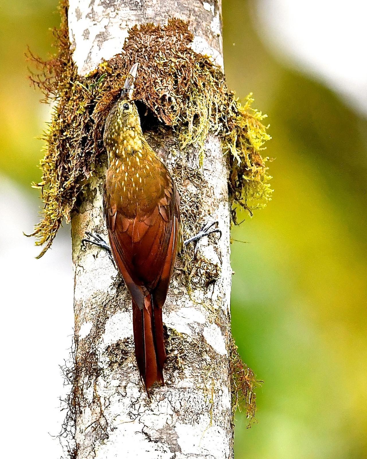 Spotted Woodcreeper Photo by Gerald Friesen