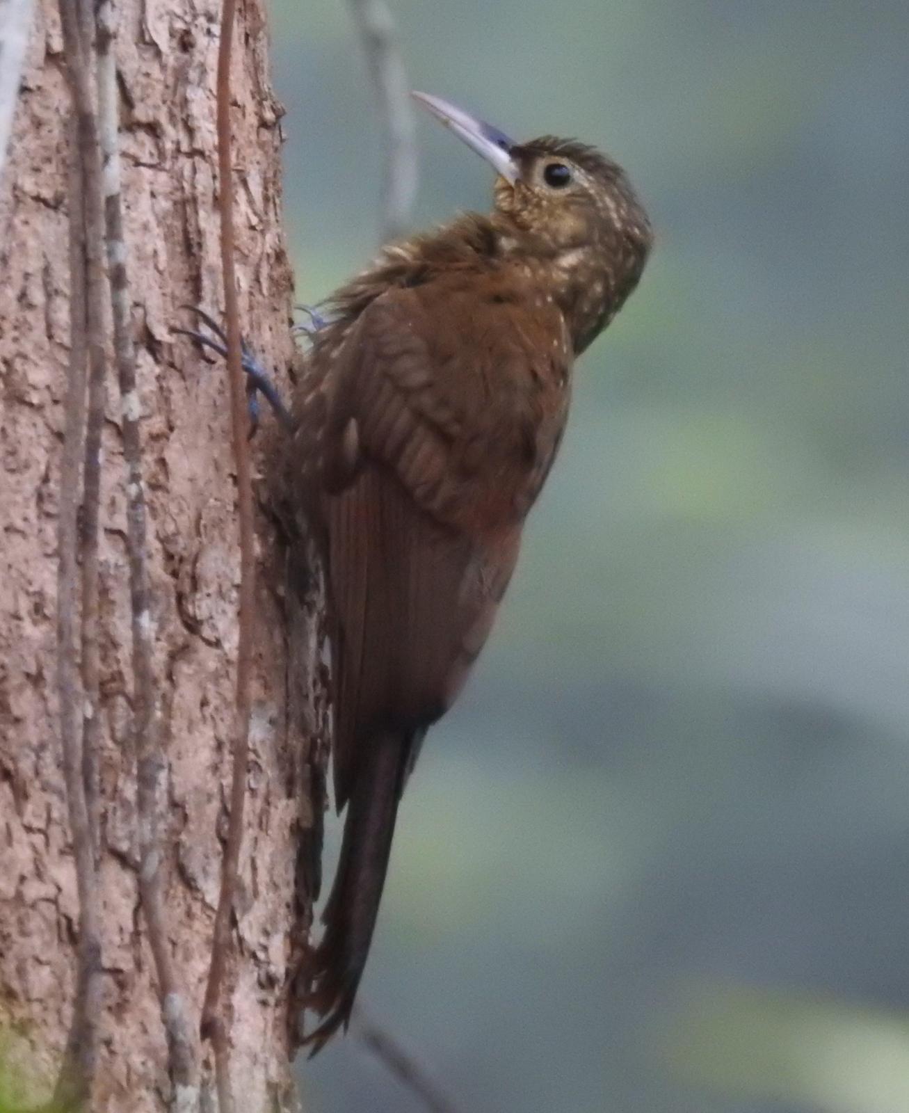 Spotted Woodcreeper Photo by John Licharson