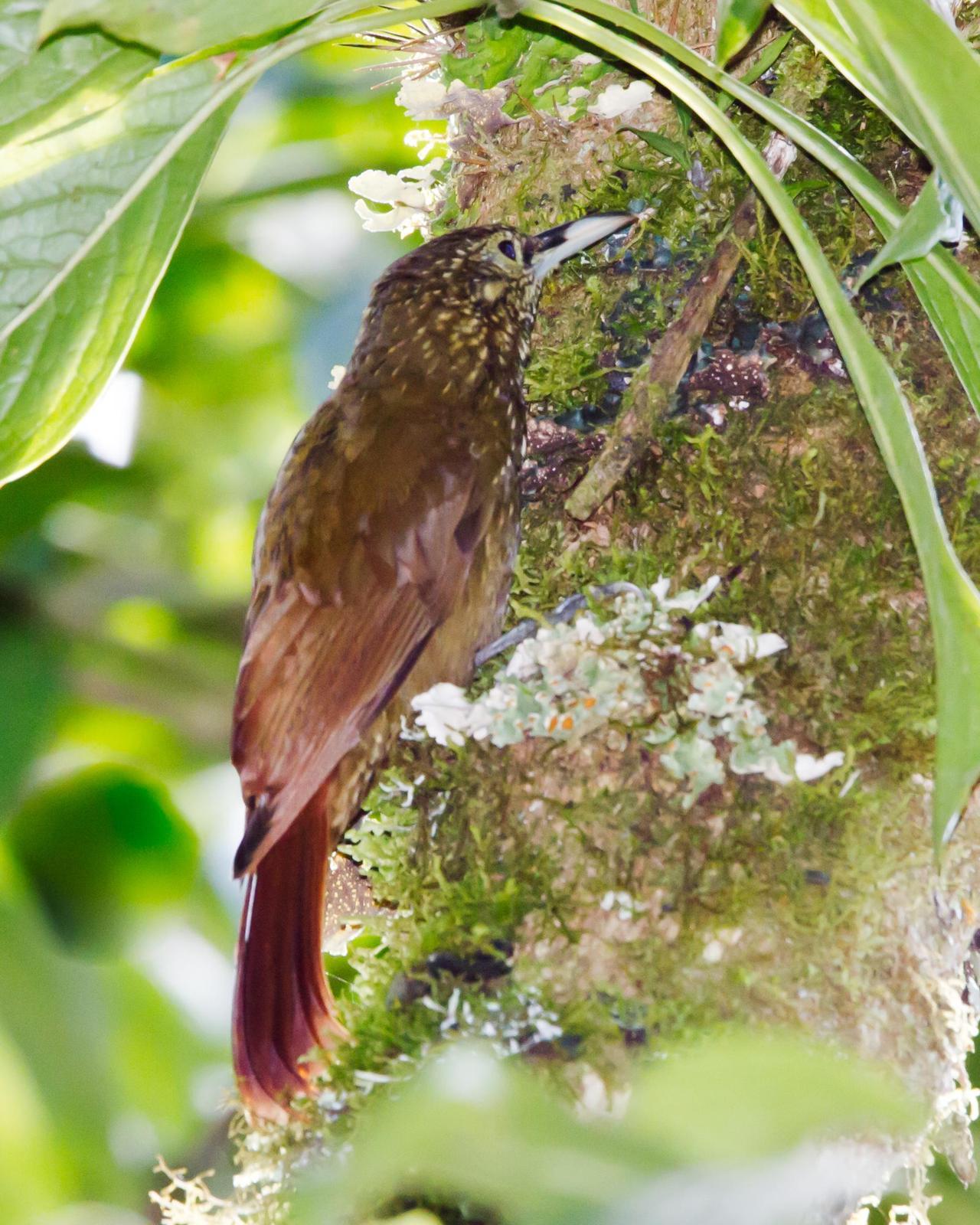Olive-backed Woodcreeper Photo by Robert Lewis