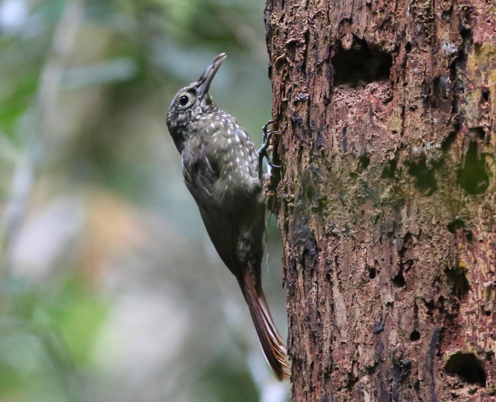Olive-backed Woodcreeper Photo by Rohan van Twest