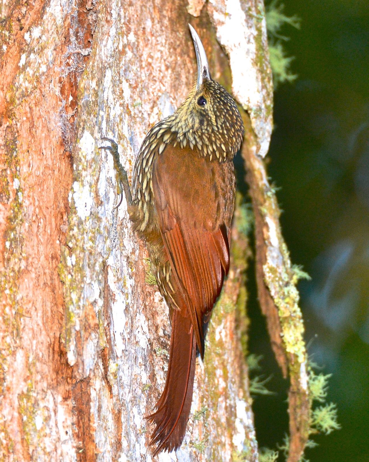 Spot-crowned Woodcreeper Photo by Gerald Friesen
