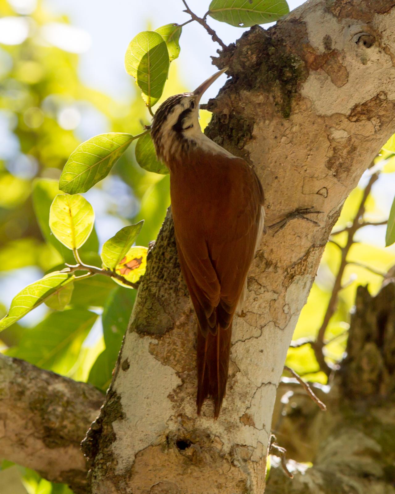 Narrow-billed Woodcreeper Photo by Kevin Berkoff